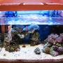 10 gallons reef tank (mostly live coral and fish) - my nano reef, 54litre