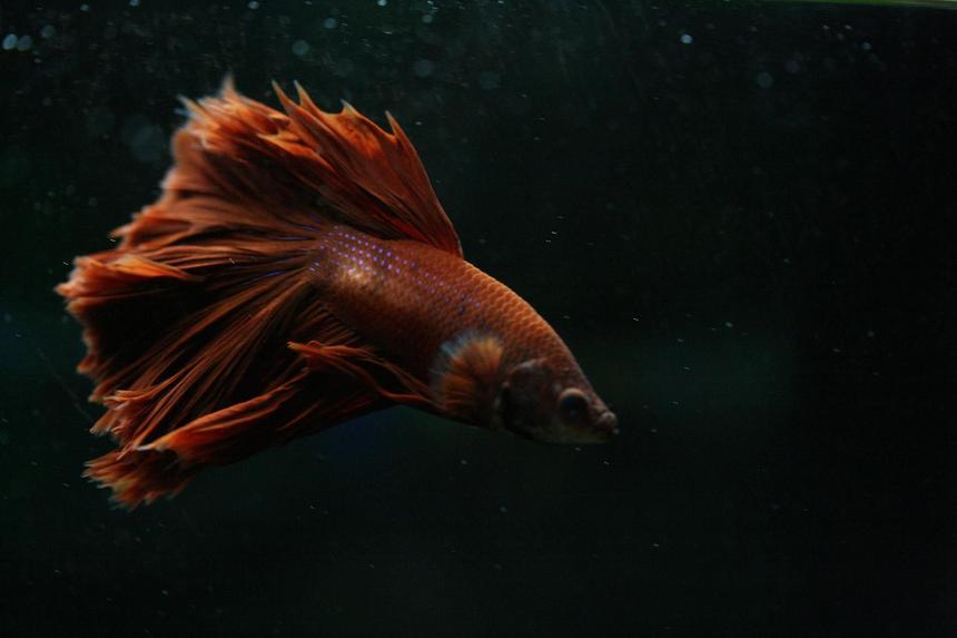 Rated #55: Freshwater Fish - Betta Splendens - Crown Tail Betta Stocking In 90 Gallons Tank - Crowntail Betta