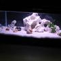 90 gallons freshwater fish tank (mostly fish and non-living decorations) - Neolamprologus Brevis..shelldwelling cichlids