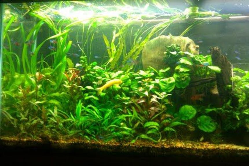 Rated #53: 55 Gallons Planted Tank - Plants: 
Cryptocorynes,various aponogetons,java fern,dwarf hairgrass,anubias,pygmy chainswords,red ludwigia,marble queen sword,onion plants
Fish:
45 green neons
30 neon tetras
4 red serpae tetra
1 rubberlip
5 otocinclus algae eater
1 golden algae eater
2 red cherry shrimp
6 purple tetras
1 pencilfish
1 SAE
1 bolivian ram
1 kribensis
3 yoyo loach