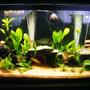 125 gallons planted tank (mostly live plants and fish) - addition of new plants, sand & Co2
