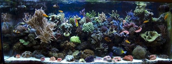 540 gallons reef tank (mostly live coral and fish) - tank05