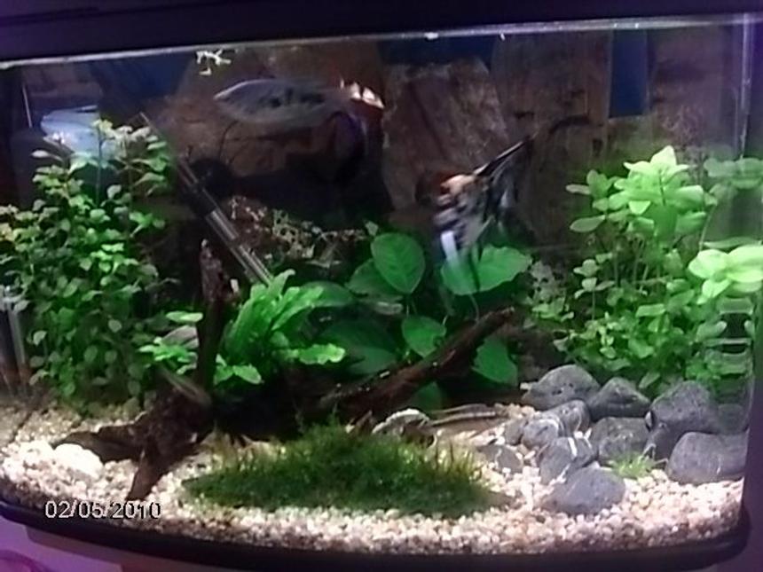 Rated #96: 17 Gallons Planted Tank - .
