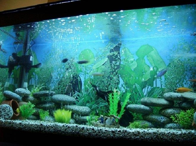 75 gallons freshwater fish tank (mostly fish and non-living decorations) - It's a Rectangel build with 4Ft Front and 2Ft Height , 1 Internal Greval and 1 Power Head Filter, 1 Blue Light and 1 White Light.