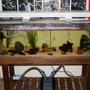 55 gallons freshwater fish tank (mostly fish and non-living decorations) - A photo of my 4ft tropical aquarium