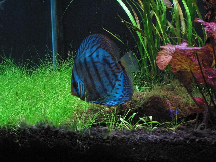 Rated #34: Freshwater Fish - Symphysodon Sp. - Cobalt Blue Discus Stocking In 75 Gallons Tank - My blue cobalt discus Patches