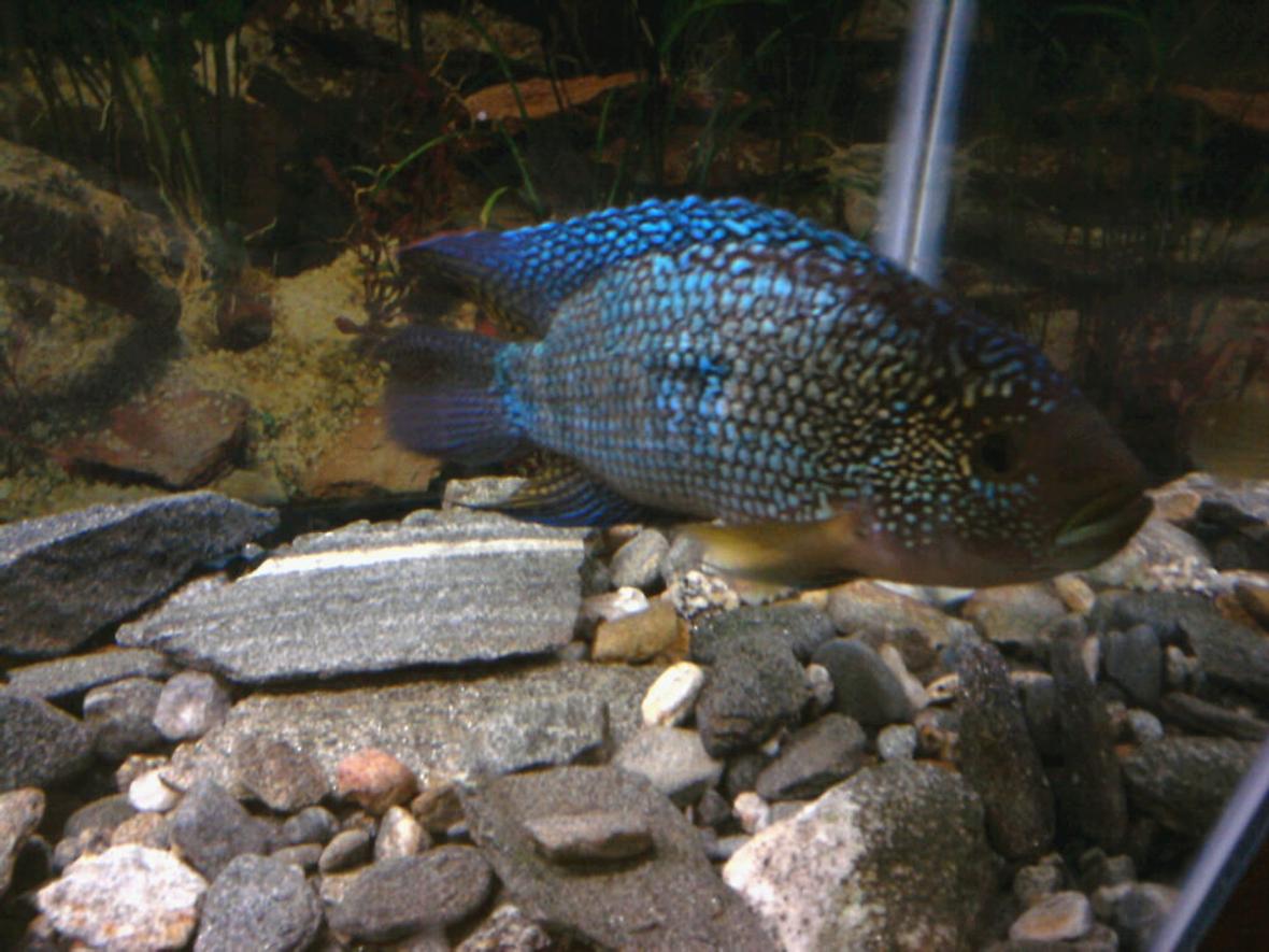 freshwater fish - nandopsis octofasciatum - jack dempsey stocking in 10 gallons tank - two and a half year old jack dempsey