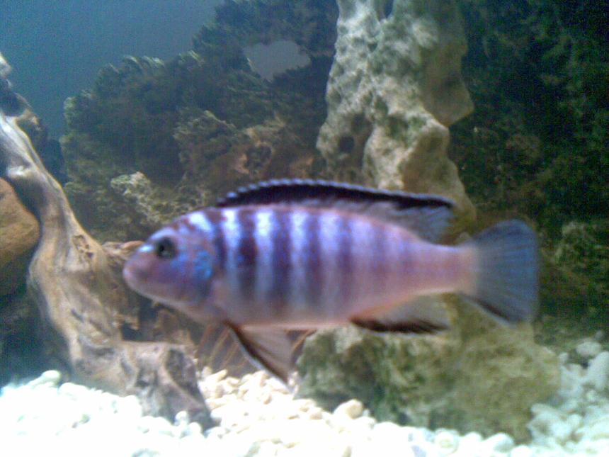 Rated #87: Freshwater Fish - Metriaclima Sp. - Zebra Chilumba Stocking In 53 Gallons Tank - One of my cichlids