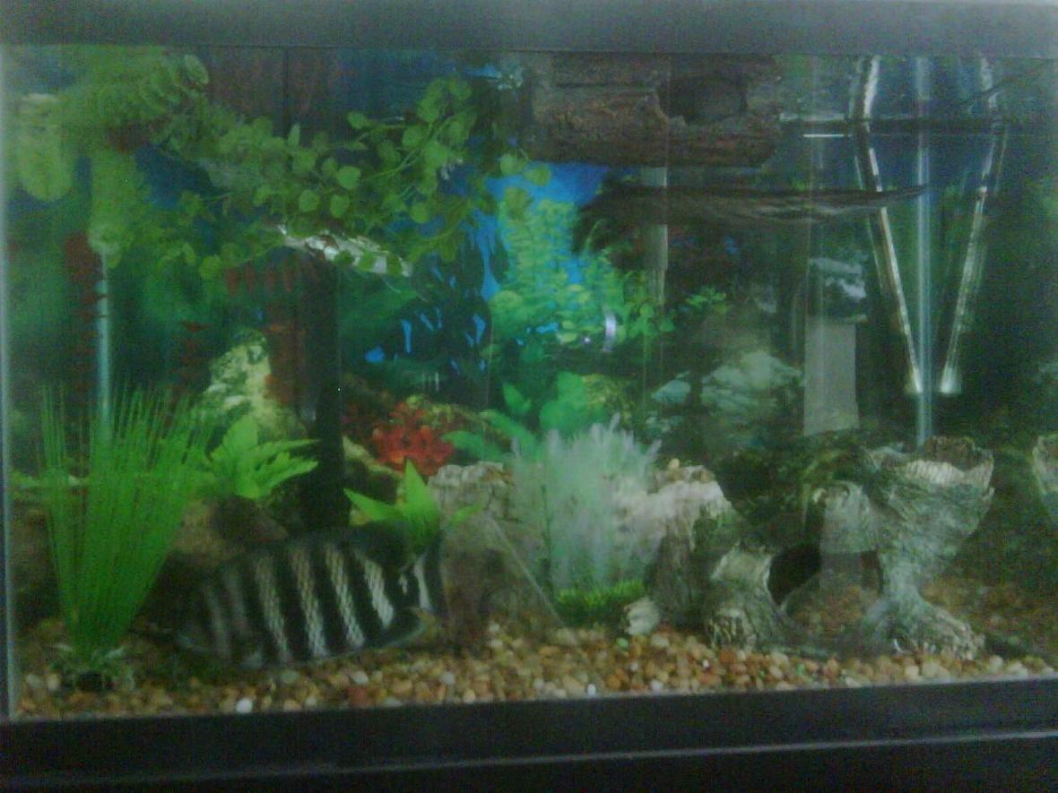 65 gallons freshwater fish tank (mostly fish and non-living decorations) - preditorial fish tank