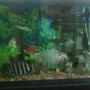 65 gallons freshwater fish tank (mostly fish and non-living decorations) - preditorial fish tank