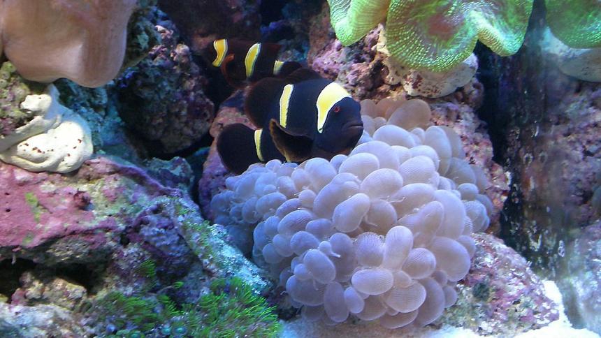 Rated #19: Saltwater Fish - Premnas Biaculeatus - Yellowstripe Maroon Clownfish Stocking In 65 Gallons Tank - Yellow Striped Maroon Clownfish - Pair