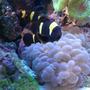 saltwater fish - premnas biaculeatus - yellowstripe maroon clownfish stocking in 65 gallons tank - Yellow Striped Maroon Clownfish - Pair