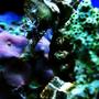 saltwater fish - hippocampus erectus - black seahorse stocking in 40 gallons tank - seahorse