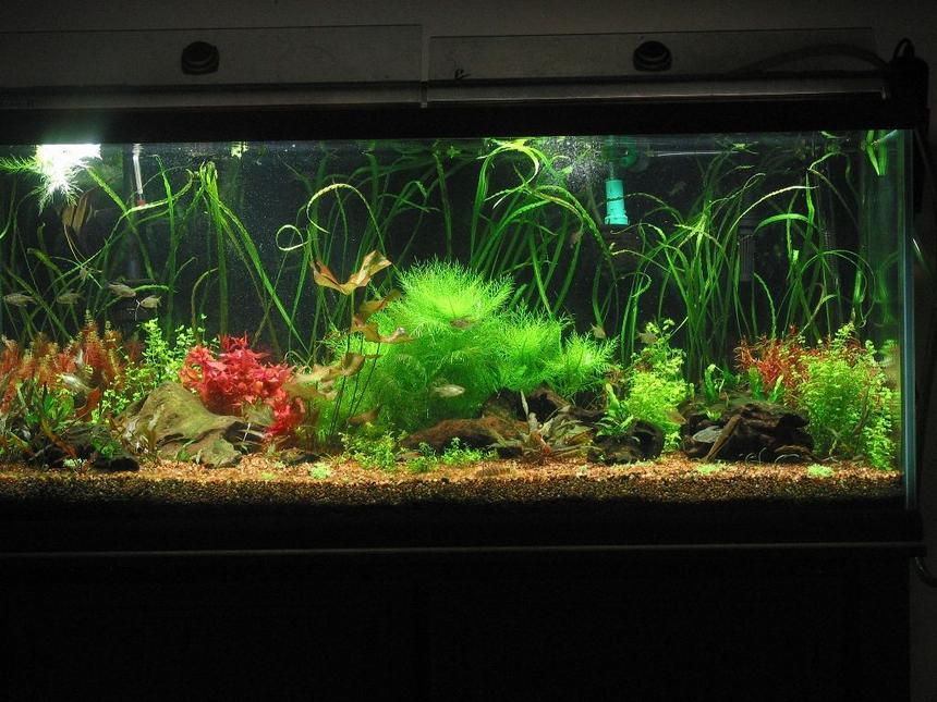 Rated #573: 75 Gallons Planted Tank - May 15, 2009 light colored substrate.  Six months before I changed the substrate.