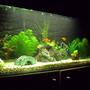 55 gallons planted tank (mostly live plants and fish) - standard comunity tank.....
