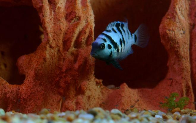 freshwater fish - archocentrus nigrofasciatus - black convict cichlid stocking in 20 gallons tank - Female Convict watching over her little ones.