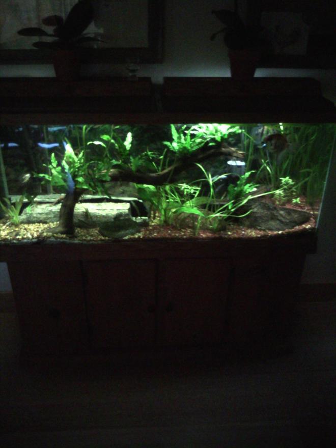 55 gallons planted tank (mostly live plants and fish) - 55 planted community tank