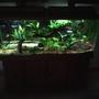 55 gallons planted tank (mostly live plants and fish) - 55 planted community tank
