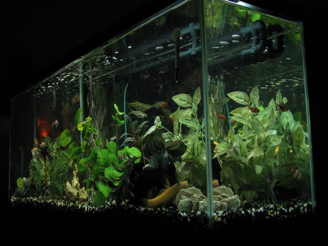 55 gallons freshwater fish tank (mostly fish and non-living decorations) - One of our 3 tanks
