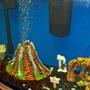 50 gallons freshwater fish tank (mostly fish and non-living decorations) - right sided view