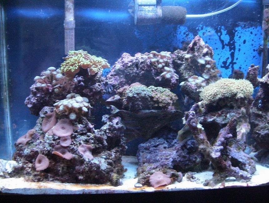 Rated #101: 55 Gallons Reef Tank - The Setup...A Little Bit Of Everything