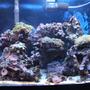 55 gallons reef tank (mostly live coral and fish) - The Setup...A Little Bit Of Everything