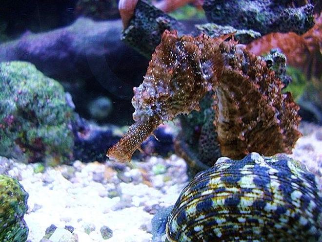 saltwater fish - hippocampus erectus - black seahorse stocking in 40 gallons tank - Hippocampus Erectus