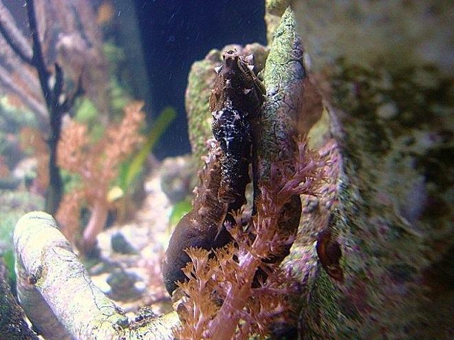 saltwater fish - hippocampus erectus - black seahorse stocking in 40 gallons tank - Hippocampus Erectus pregnat male