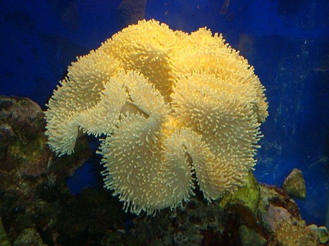 corals inverts - sarcophyton elegans - yellow fiji leather coral stocking in 40 gallons tank - yellow leather coral