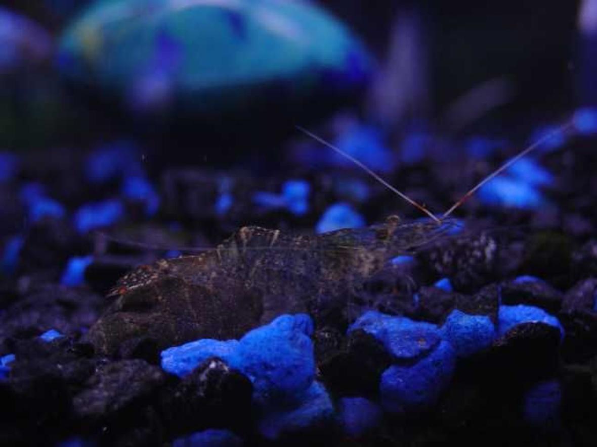 corals inverts - paleomonetes sp. - ghost shrimp stocking in 10 gallons tank - Ghost Shrimp