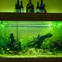 150 gallons planted tank (mostly live plants and fish) - Update of my First Low Cost Planted Aquarium : The Dream II