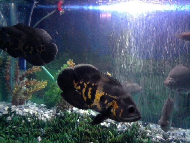 freshwater fish - astronotus ocellatus - tiger oscar stocking in 90 gallons tank - My fav