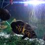 freshwater fish - astronotus ocellatus - tiger oscar stocking in 90 gallons tank - My fav