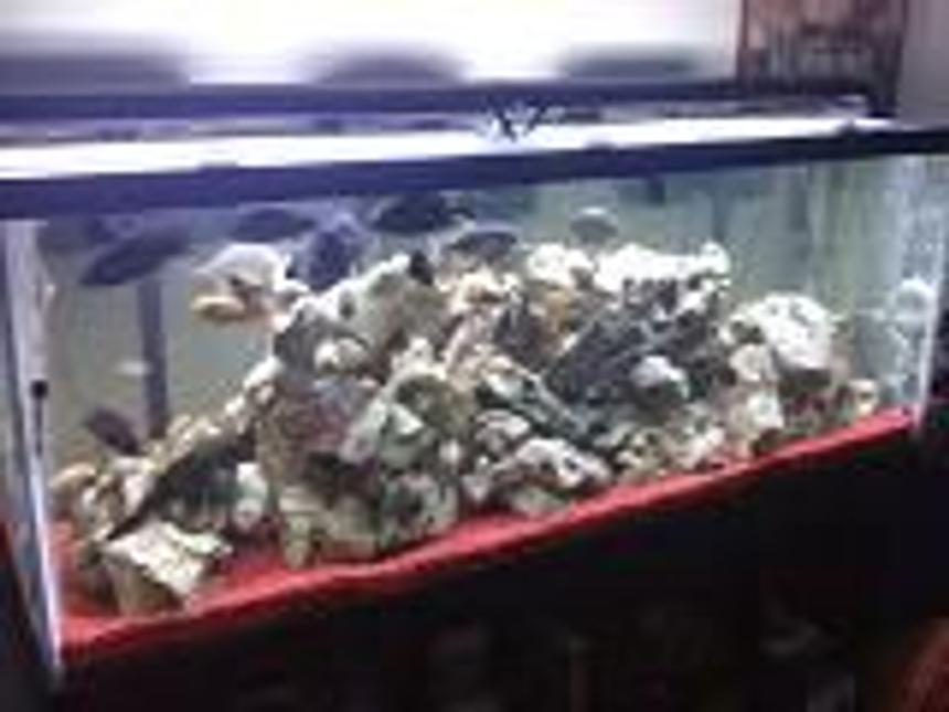 Rated #327: 215 Gallons Freshwater Fish Tank - my 215g with African Cichlids