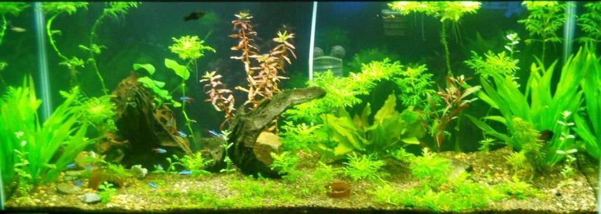 Rated #49: 75 Gallons Planted Tank - My 75G Planted Acuarium Front View