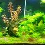 75 gallons planted tank (mostly live plants and fish) - My 75G Planted Acuarium Front View