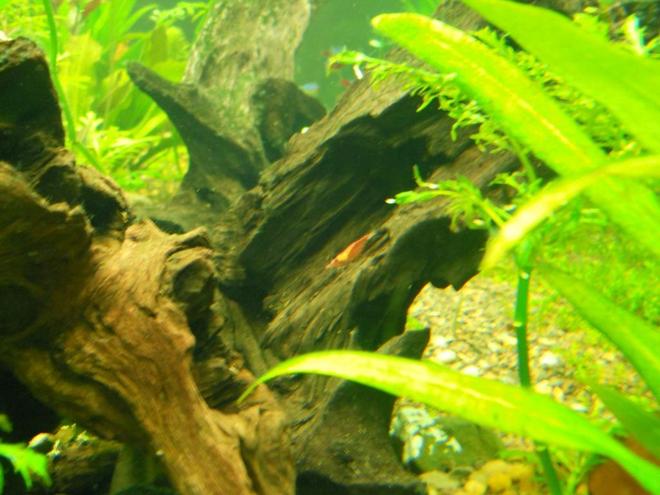 corals inverts - neocaridina denticulata sinensis - red cherry shrimp stocking in 75 gallons tank - Red Shrimp