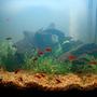 fish tank picture - My 29 Gallon Tank