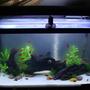 29 gallons freshwater fish tank (mostly fish and non-living decorations) - My new 29 Gallon Tank May 2010