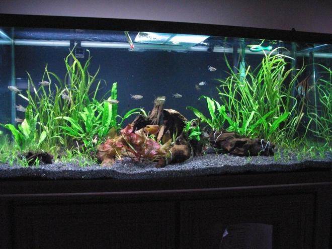 75 gallons planted tank (mostly live plants and fish) - Tank November 15, 2009.  Day after I changed the substrate, three weeks before I got the discus.