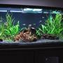 75 gallons planted tank (mostly live plants and fish) - Tank November 15, 2009. Day after I changed the substrate, three weeks before I got the discus.