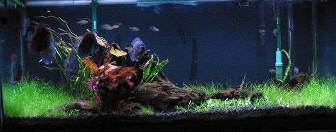75 gallons planted tank (mostly live plants and fish) - Tank as of May 17, 2010.  Still waiting for the java moss, crypt parva, balanse and crypt wendti to do their thing.  Have had crypts before and they have always done well.  This go round, I am experiencing rapid growth then rapid melt down.