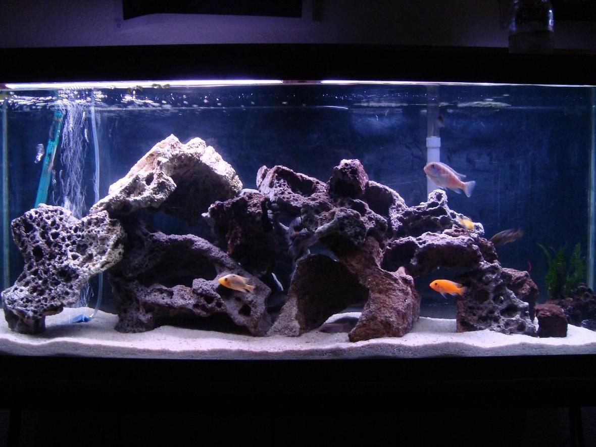 55 gallons freshwater fish tank (mostly fish and non-living decorations) - cichlid tank