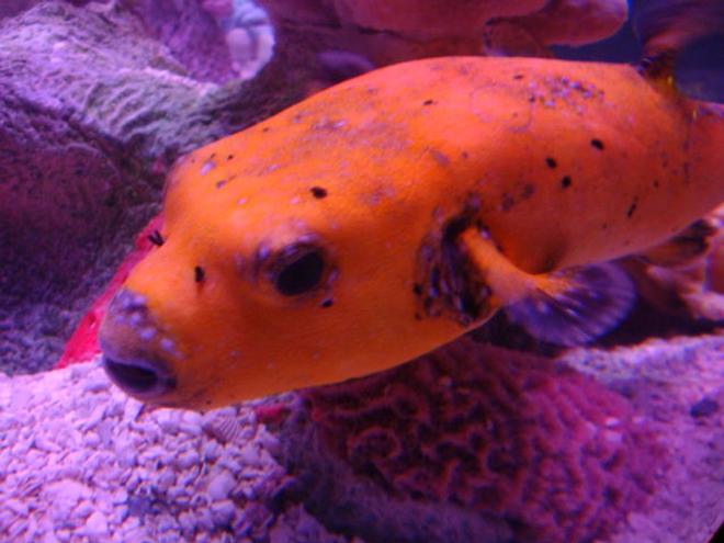 saltwater fish - arothron nigropunctatus - arothron dog face puffer stocking in 40 gallons tank - Puffer High-C