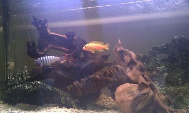 53 gallons freshwater fish tank (mostly fish and non-living decorations) - Latest