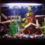 40 gallons freshwater fish tank (mostly fish and non-living decorations) - na