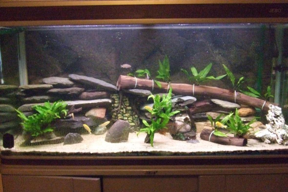 75 gallons freshwater fish tank (mostly fish and non-living decorations) - 75gal Lake Malawi Cichlids