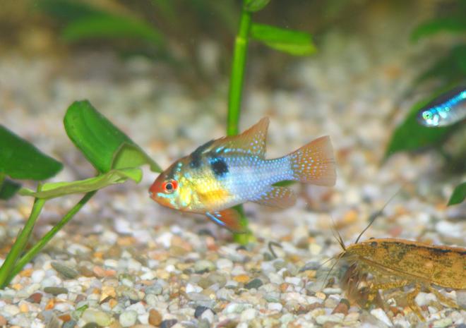 freshwater fish - papiliochromis ramirezi - german blue ram stocking in 45 gallons tank - German Blue Ram Cichlid,   Microgeophagus ramirezi