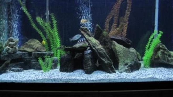 90 gallons freshwater fish tank (mostly fish and non-living decorations) - 90G