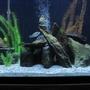 90 gallons freshwater fish tank (mostly fish and non-living decorations) - 90G